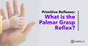 What is the Palmar Grasp Reflex?