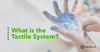 What is the Tactile System?